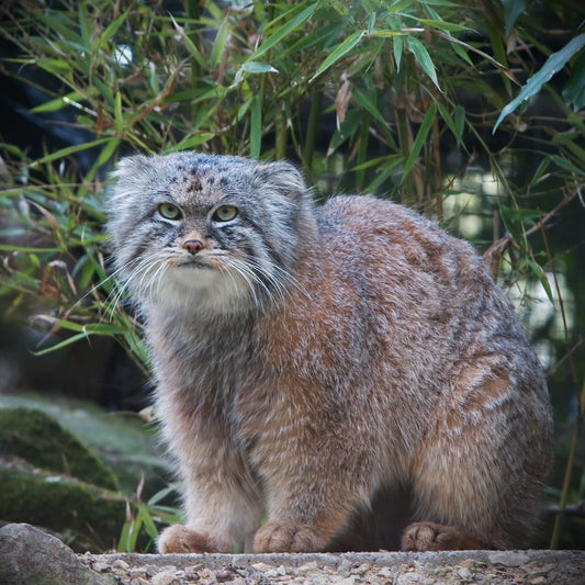 Pallas's cat standing on a rock at Rotterdam Zoo, surrounded by green foliage. The cat has a thick, fluffy coat, rounded ears, and piercing yellow-green eyes, giving it a grumpy yet majestic expression.