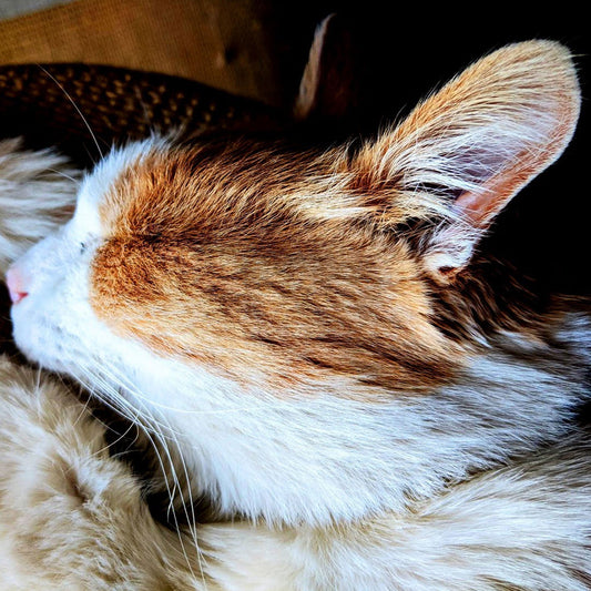 A close-up of a fluffy orange and white cat peacefully sleeping, with its head resting on its soft fur. The cat's ears are slightly pointed, and its whiskers are visible. The background is dark and blurred, highlighting the cat's relaxed posture.