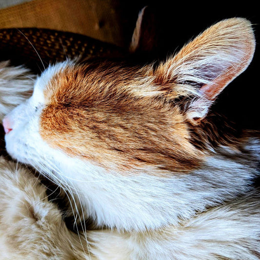 A close-up of Petey, senior orange calico cat